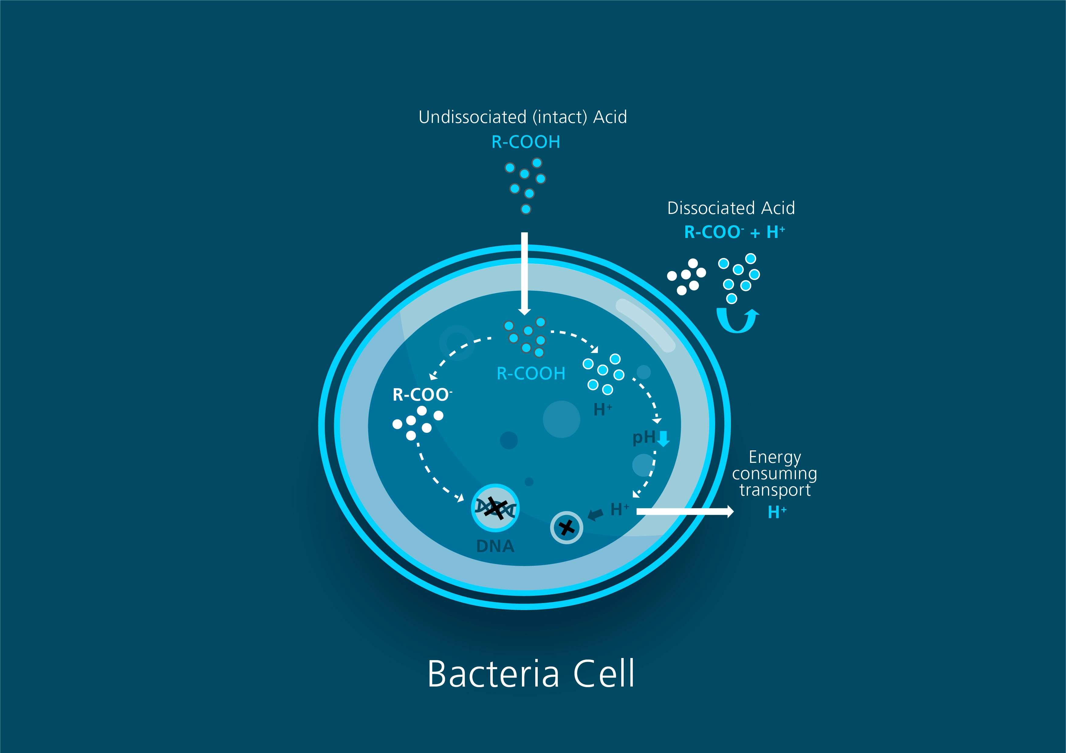 bacteria