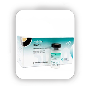  Nobilis IB 4/91